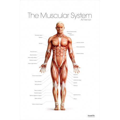 The Muscular System Anterior Poster