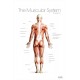The Muscular System Posterior Poster