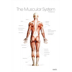 The Muscular System Posterior Poster