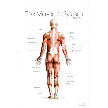 The Muscular System Posterior Poster