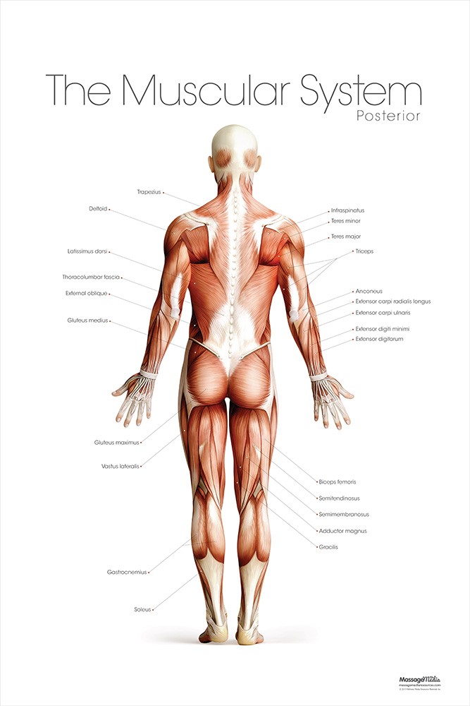 Muscular System Chart